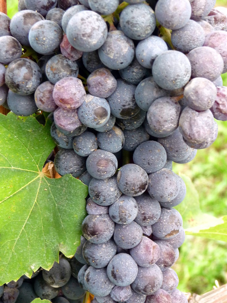 800px-Close_up_of_Nebbiolo_cluster_in_Italy